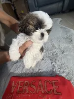 Versace, a male Shih Tzu for sale in Punta Gorda, FL – 3 of 10