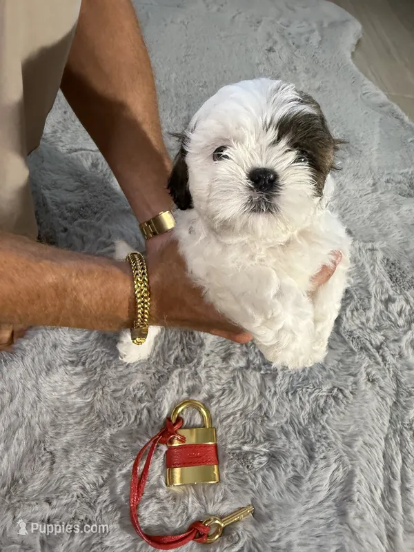 Chloe – Shih Tzu puppy for sale in Punta Gorda, FL