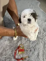Chloe, a female Shih Tzu for sale in Punta Gorda, FL – 1 of 10