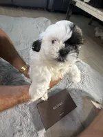 Gucci, a male Shih Tzu for sale in Punta Gorda, FL – 2 of 8