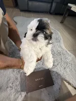 Gucci, a male Shih Tzu for sale in Punta Gorda, FL – 5 of 8