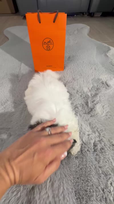 Hermes (air-mez), a male Shih Tzu for sale in Punta Gorda, FL – 10 of 10