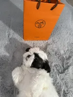 Hermes (air-mez), a male Shih Tzu for sale in Punta Gorda, FL – 9 of 10