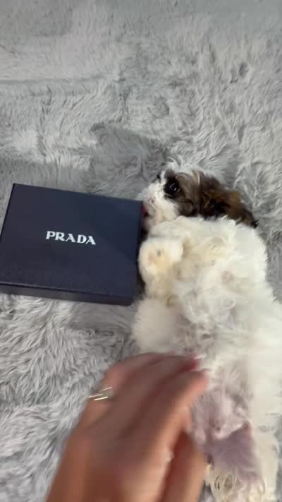 Prada, a female Shih Tzu for sale in Punta Gorda, FL – 8 of 9