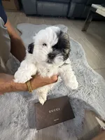 Gucci, a male Shih Tzu for sale in Punta Gorda, FL – 3 of 8