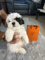Hermes (air-mez), a male Shih Tzu for sale in Punta Gorda, FL – 5 of 10