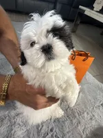 Hermes (air-mez), a male Shih Tzu for sale in Punta Gorda, FL – 1 of 10