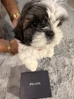 Prada, a female Shih Tzu for sale in Punta Gorda, FL – 3 of 9
