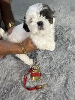 Chloe, a female Shih Tzu for sale in Punta Gorda, FL – 7 of 10