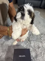 Prada, a female Shih Tzu for sale in Punta Gorda, FL – 2 of 9