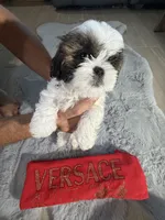 Versace, a male Shih Tzu for sale in Punta Gorda, FL – 9 of 10