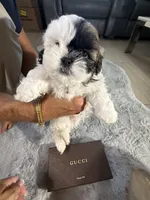 Gucci, a male Shih Tzu for sale in Punta Gorda, FL – 4 of 8