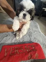 Versace, a male Shih Tzu for sale in Punta Gorda, FL – 1 of 10