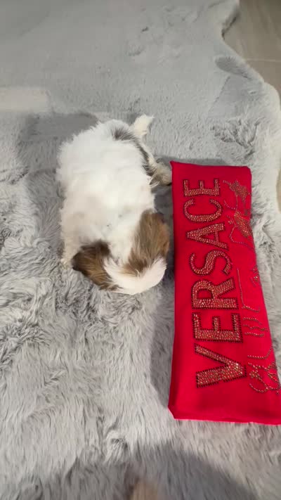 Versace, a male Shih Tzu for sale in Punta Gorda, FL – 10 of 10