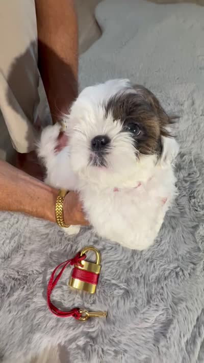 Chloe, a female Shih Tzu for sale in Punta Gorda, FL – 10 of 10