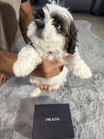 Prada, a female Shih Tzu for sale in Punta Gorda, FL – 6 of 9