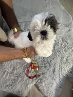 Chloe, a female Shih Tzu for sale in Punta Gorda, FL – 5 of 10