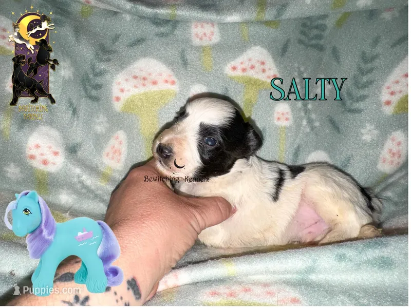 Salty – Miniature Schnauzer puppy for sale in North Carolina, NC