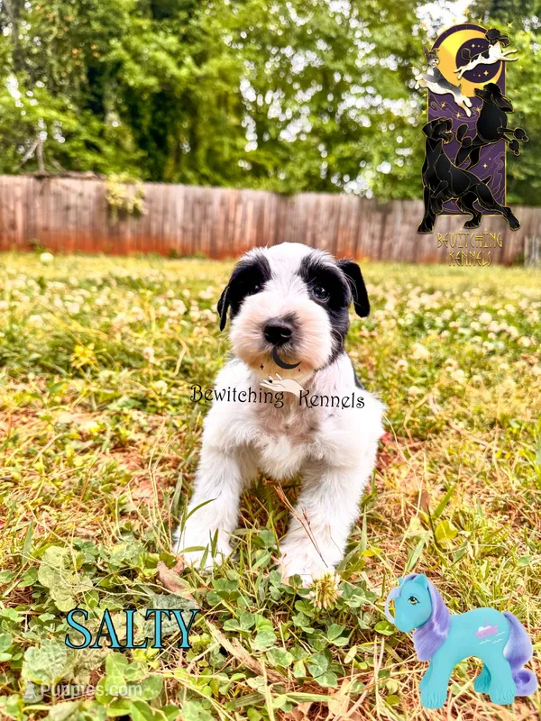 Salty – Miniature Schnauzer puppy for sale in North Carolina, NC