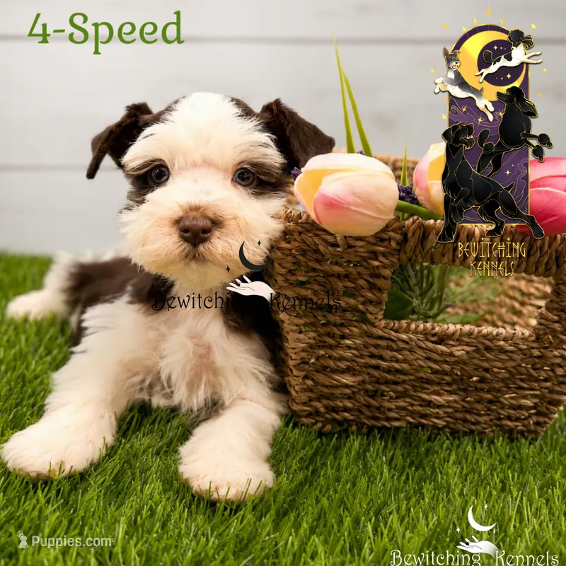 4-Speed – Miniature Schnauzer puppy for sale in North Carolina, NC