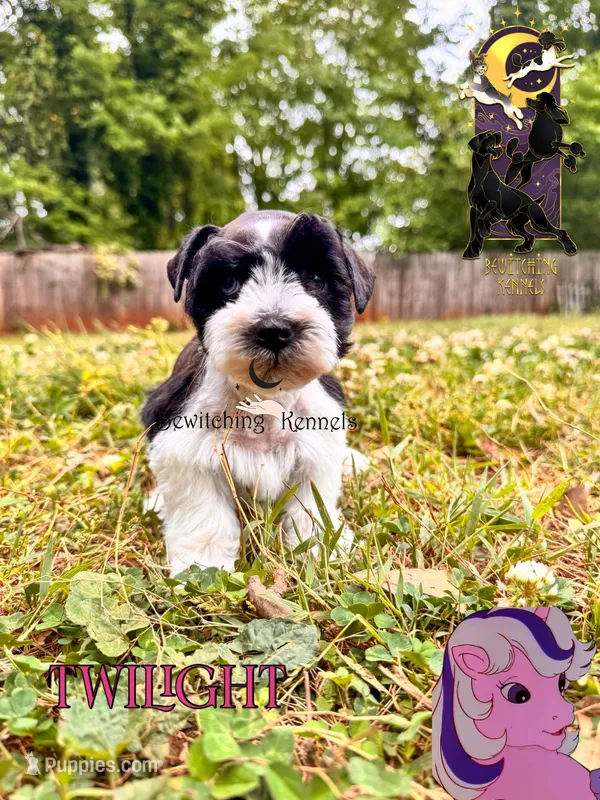 Twilight – Miniature Schnauzer puppy for sale in North Carolina, NC