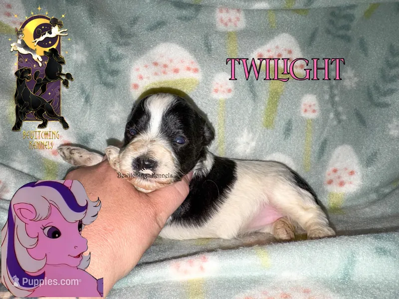 Twilight – Miniature Schnauzer puppy for sale in North Carolina, NC