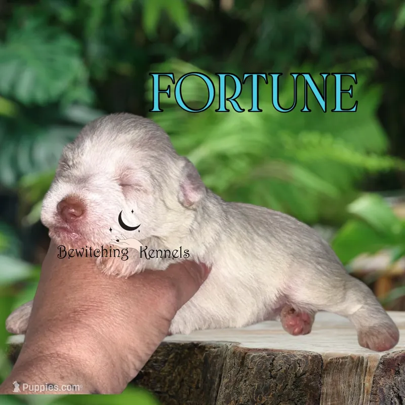 Fortune – Miniature Schnauzer puppy for sale in North Carolina, NC