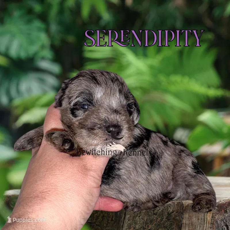 Serendipity – Miniature Schnauzer puppy for sale in North Carolina, NC