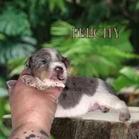 Felicity, a female Miniature Schnauzer for sale in North Carolina, NC – Photo 2 of 2