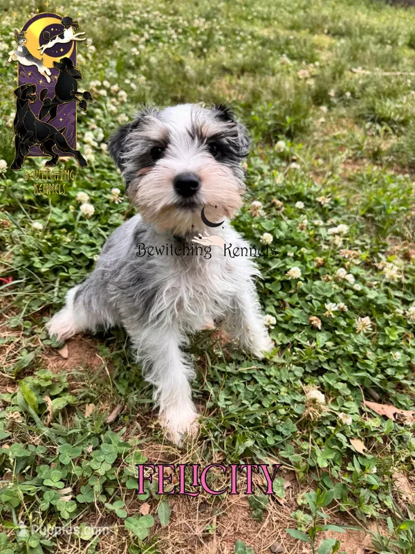 Felicity – Miniature Schnauzer puppy for sale in North Carolina, NC