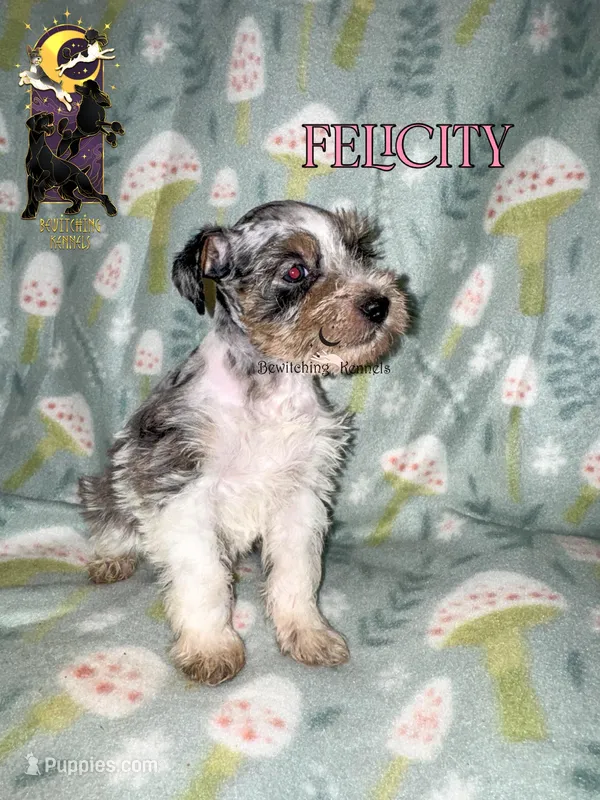 Felicity – Miniature Schnauzer puppy for sale in North Carolina, NC