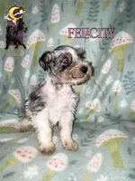 Felicity, a female Miniature Schnauzer for sale in North Carolina, NC – Photo 1 of 2