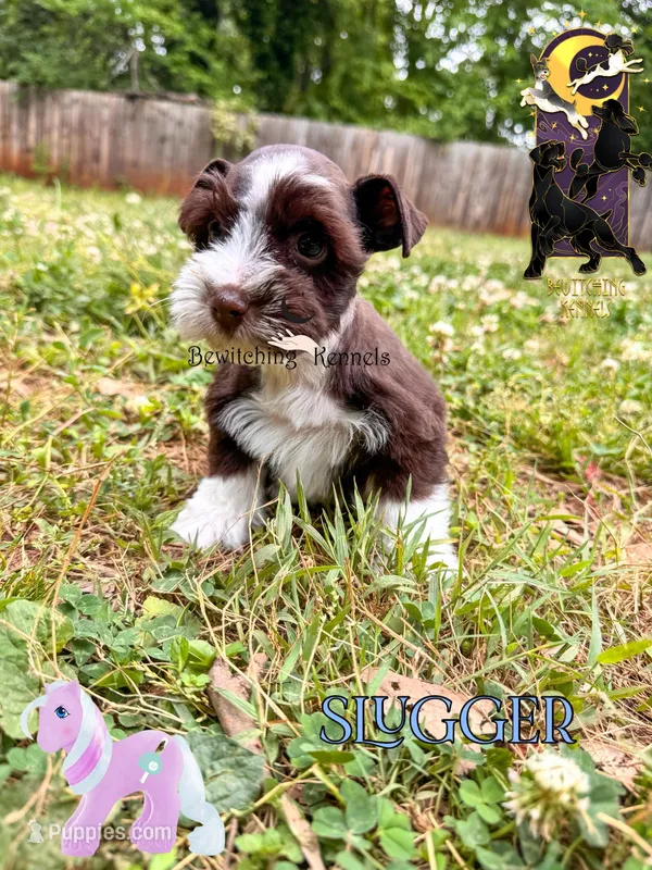 4-Speed – Miniature Schnauzer puppy for sale in North Carolina, NC
