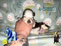 4-Speed, a male Miniature Schnauzer for sale in North Carolina, NC – 2 of 2