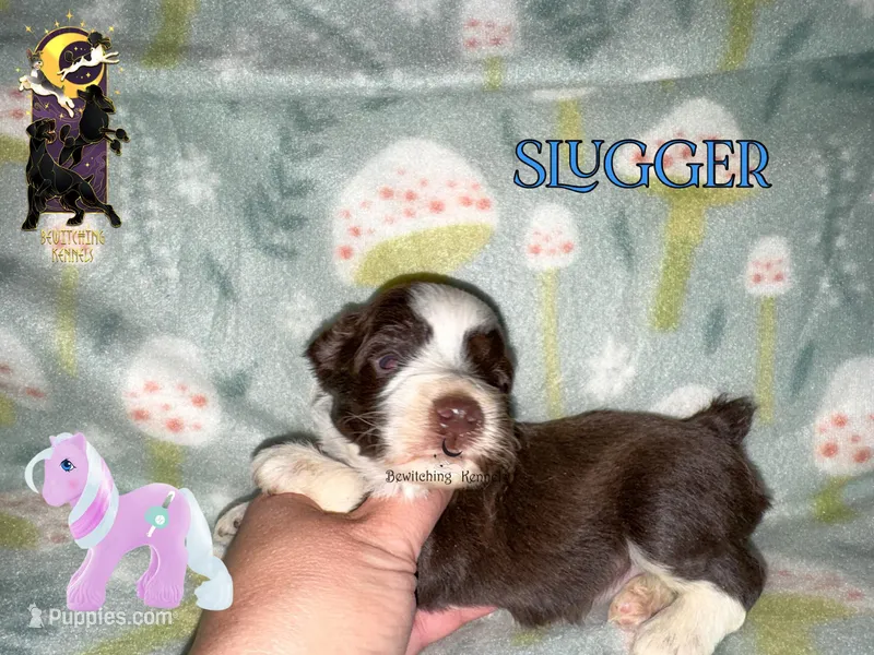 Slugger – Miniature Schnauzer puppy for sale in North Carolina, NC