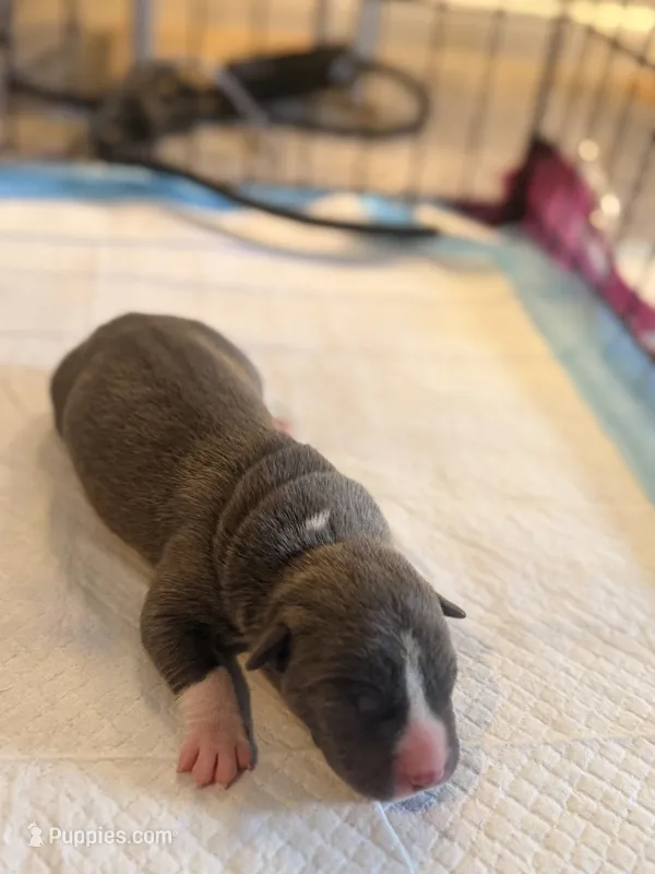 Rosey  – American Staffordshire Terrier, American Pit Bull Terrier puppy for sale in Winston-Salem, NC
