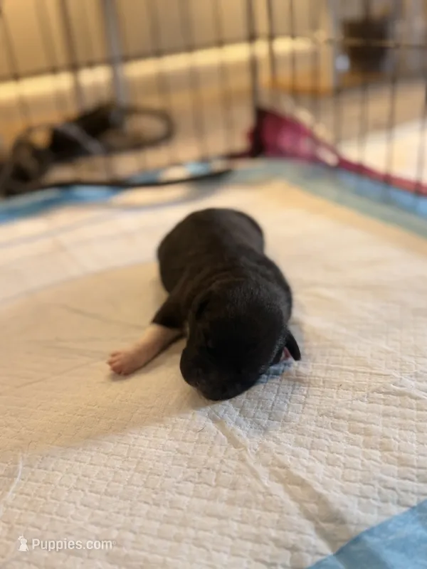 Popi – American Staffordshire Terrier, American Pit Bull Terrier puppy for sale in Winston-Salem, NC