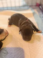 Daisy, a female American Staffordshire Terrier for sale in Winston-Salem, NC – 3 of 4