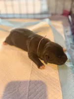 Daisy, a female American Staffordshire Terrier for sale in Winston-Salem, NC – 2 of 4