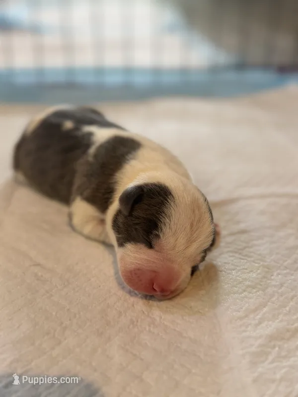 Reign – American Staffordshire Terrier, American Pit Bull Terrier puppy for sale in Winston-Salem, NC