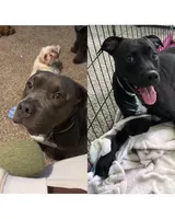 Rosey , a female American Staffordshire Terrier and American Pit Bull Terrier for sale in Winston-Salem, NC – 4 of 4
