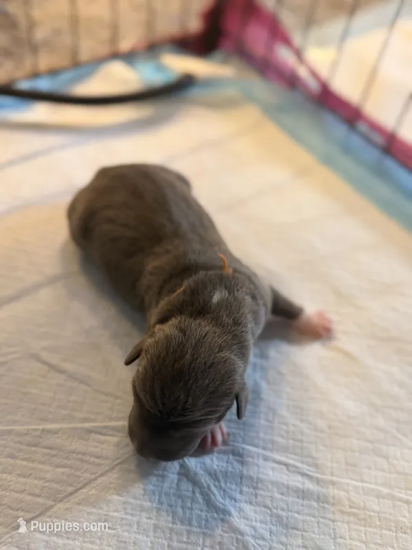 Blossom  – American Staffordshire Terrier, American Pit Bull Terrier puppy for sale in Winston-Salem, NC