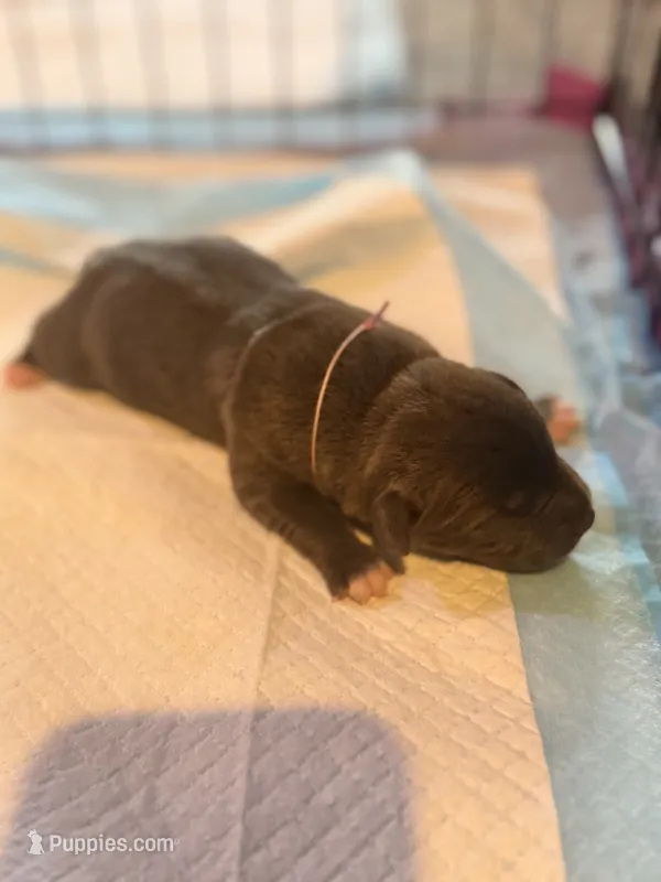 Daisy – American Staffordshire Terrier puppy for sale in Winston-Salem, NC
