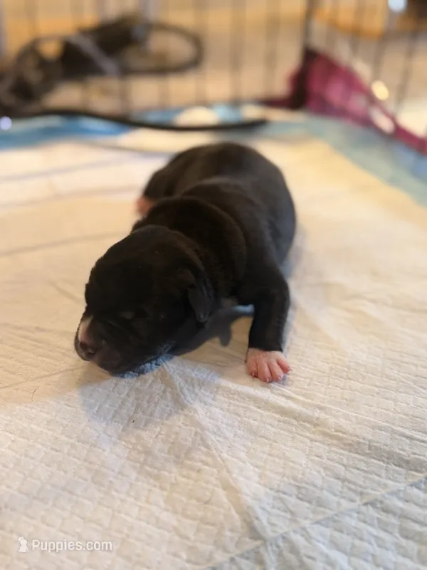 Lily – American Staffordshire Terrier puppy for sale in Winston-Salem, NC
