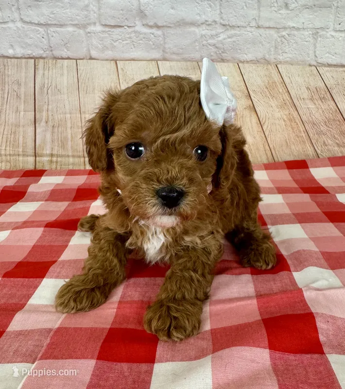 CKC Toy Poodle – Poodle - Toy  puppy for sale in Cottontown, TN