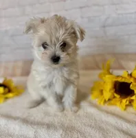 Maltipom Male, a female Maltese and Pomeranian for sale in Cottontown, TN – 1 of 2
