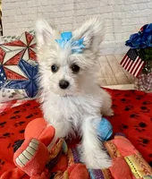 Maltipom Female, a female Maltese and Pomeranian for sale in Cottontown, TN – 2 of 2