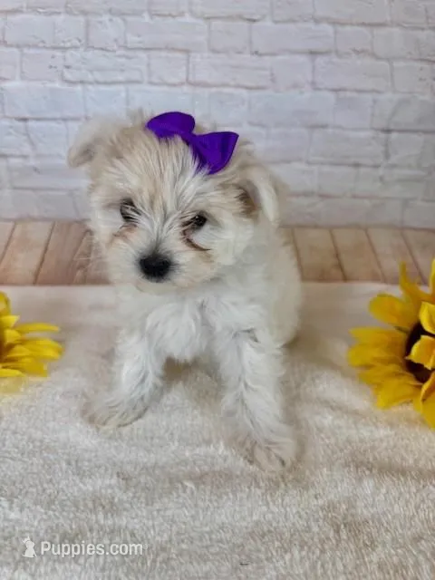 Maltipom Female – Maltese, Pomeranian puppy for sale in Cottontown, TN