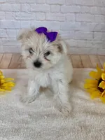 Maltipom Female, a female Maltese and Pomeranian for sale in Cottontown, TN – 1 of 2