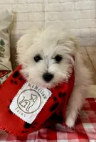Maltese Male, a male Maltese for sale in Cottontown, TN – 2 of 2